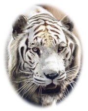 The White Tiger